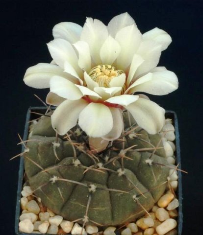 Gymnocalycium_riojense